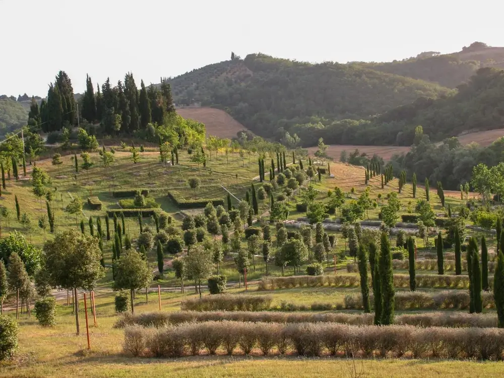 S-cape-Italy-francigena-bike-to-rome-05-Vineyards-along-the-Via-Francigena-route-between-Siena-and-Rome-Italy